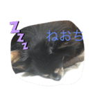 チワワのじゅんくん2（個別スタンプ：2）