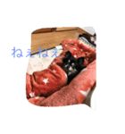 チワワのじゅんくん2（個別スタンプ：8）