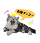 noeltomiky（個別スタンプ：1）