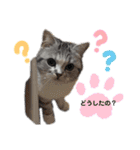 noeltomiky（個別スタンプ：2）