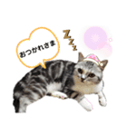 noeltomiky（個別スタンプ：3）