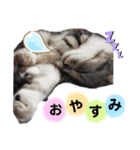 noeltomiky（個別スタンプ：7）