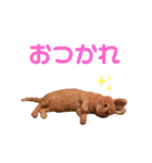 茶トラ猫のチャミちゃん（個別スタンプ：5）