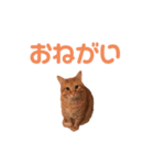 茶トラ猫のチャミちゃん（個別スタンプ：6）