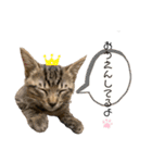 あくびとびっことさだはるスタンプ（個別スタンプ：39）