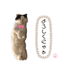 あくびとびっことさだはるスタンプ（個別スタンプ：40）
