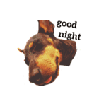 MALIBUdog（個別スタンプ：2）