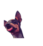 MALIBUdog（個別スタンプ：6）