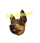 MALIBUdog（個別スタンプ：7）