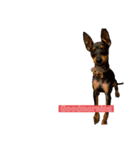 MALIBUdog（個別スタンプ：8）