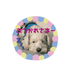 こどもたちとわんこ（個別スタンプ：11）