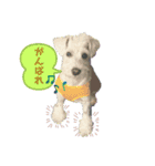 こどもたちとわんこ（個別スタンプ：12）
