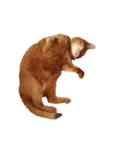 はなちんとにょにょ（個別スタンプ：3）