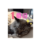 ほのぼのひよちゃん 4（個別スタンプ：1）