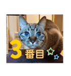 ほのぼのひよちゃん 4（個別スタンプ：3）