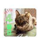 ほのぼのひよちゃん 4（個別スタンプ：4）