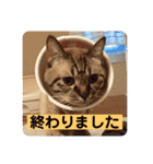 ほのぼのひよちゃん 4（個別スタンプ：6）