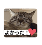 ほのぼのひよちゃん 4（個別スタンプ：7）