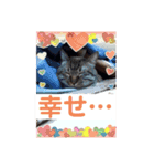 ほのぼのひよちゃん 4（個別スタンプ：11）