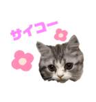 すもも一家・日常使用スタンプ（個別スタンプ：1）