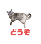 すもも一家・日常使用スタンプ（個別スタンプ：12）