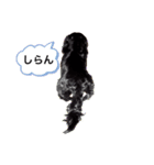 dacksvader（個別スタンプ：2）