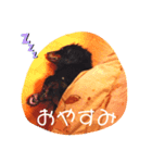 dacksvader（個別スタンプ：4）