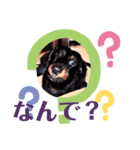 dacksvader（個別スタンプ：7）