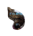 ねこなり（個別スタンプ：5）