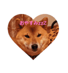 ちびちゃんスタンプ♡（個別スタンプ：11）