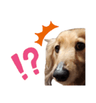 ダックス奮闘！（個別スタンプ：6）