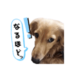 ダックス奮闘！（個別スタンプ：11）