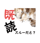 ダックス奮闘！（個別スタンプ：24）