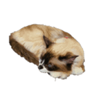 これまでおかしな猫（個別スタンプ：2）