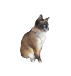 これまでおかしな猫（個別スタンプ：3）