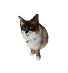 これまでおかしな猫（個別スタンプ：4）