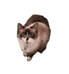 これまでおかしな猫（個別スタンプ：5）