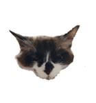 これまでおかしな猫（個別スタンプ：6）