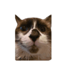 これまでおかしな猫（個別スタンプ：7）