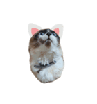 これまでおかしな猫（個別スタンプ：8）