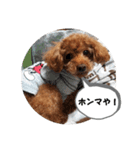 トイプー ミッキー＆ミニー5（個別スタンプ：7）