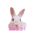 うさぎの日常 Rabbit everyday（個別スタンプ：1）