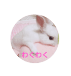 うさぎの日常 Rabbit everyday（個別スタンプ：2）