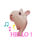 うさぎの日常 Rabbit everyday（個別スタンプ：3）