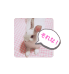 うさぎの日常 Rabbit everyday（個別スタンプ：4）