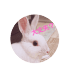 うさぎの日常 Rabbit everyday（個別スタンプ：5）