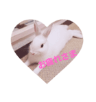 うさぎの日常 Rabbit everyday（個別スタンプ：6）