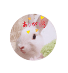 うさぎの日常 Rabbit everyday（個別スタンプ：7）
