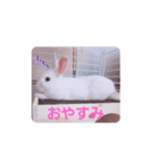 うさぎの日常 Rabbit everyday（個別スタンプ：8）