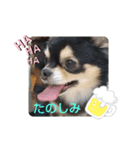 みみまろ（個別スタンプ：5）